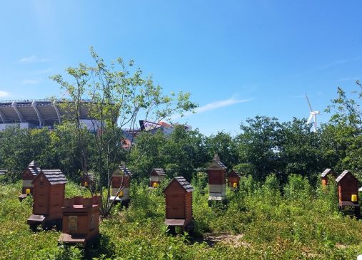 Urban beehives with Cleveland Browns stadium in the backdrop